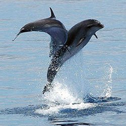 watching dolphins in Fuerteventura