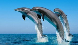 dolphins spotting Fuerteventura