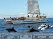 Combo SuperCat Dolphins Watching Market Puerto Mogan
